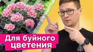 ВТОРАЯ ЖИЗНЬ ГЕРАНИ! Как обрезать пеларгонию весной, чтобы она одарила вас роскошным цветением?