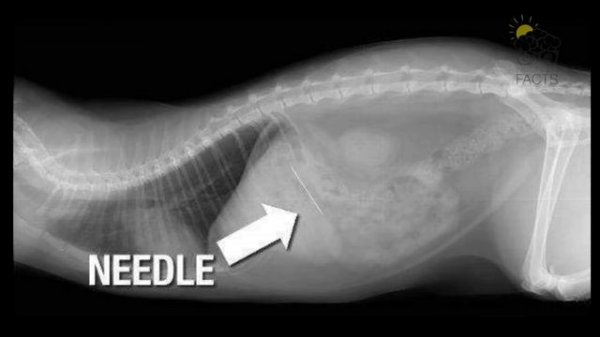 Игла кошки. Кости в желудке собаки рентген. Рентген собаки инородное тело.