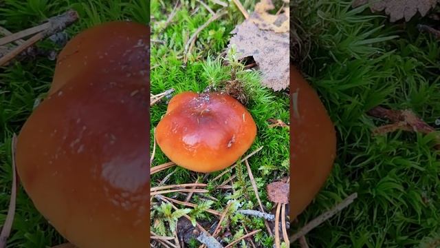 Паутинник слизистый .  Cortinarius mucosus .