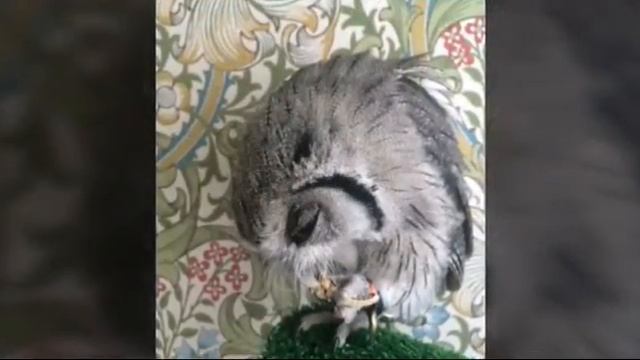 ♡Совы фото ♡ смотреть онлайн