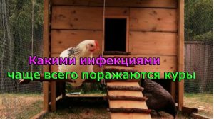 Какими инфекциями чаще всего поражаются куры