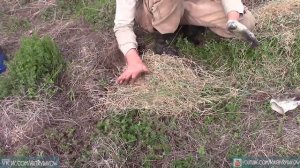 Как быстро ПОСАДИТЬ ТЫКВУ. Огород для ЛЕНИВЫХ 2021. Как вырастить тыкву в домашних условиях