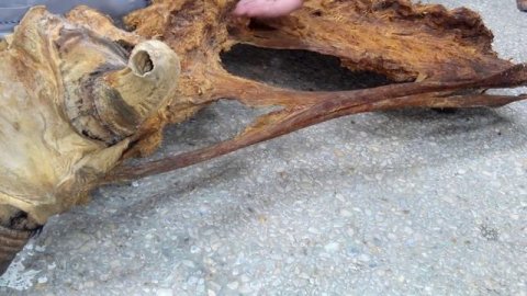 выйная связка