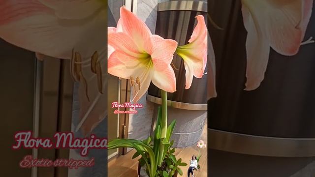 Magica Flora Plant