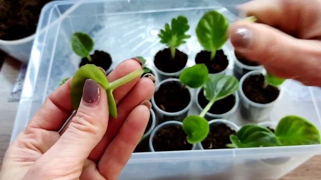 Как укоренить лист фиалки сразу в грунте! Размножение фиалок с листика.