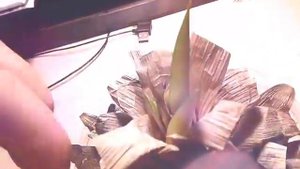 Влог 1( Как вырастить ананас в домашних условиях)