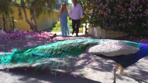 Avanes Mirzoyants -Парень в жизни я счастливый! Премьера (2022)