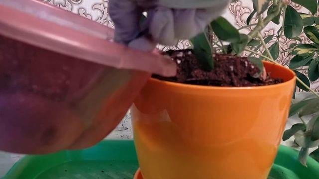 Шеффлера. Как понять, что растению нужна пересадка?