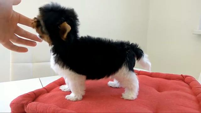 Бивер-йорк 2 мес, щенок мини, видео о йорках, Снежное Королевство питомник смотреть онлайн