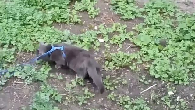 🌹Гуляем вместе с Пией🌹Британская кошка🌹 смотреть онлайн