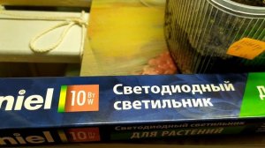 Всходы петунии/фитолама и ЛЕД светильник для рассады
