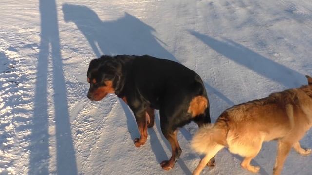 Беременна собака Ротвейлер или нет смотреть онлайн