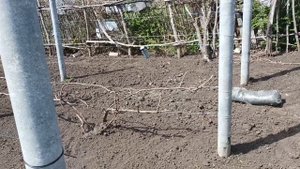 Устройство шпалер для технического виноградника  26 04 2022