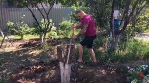 Корчуем деревья на даче!