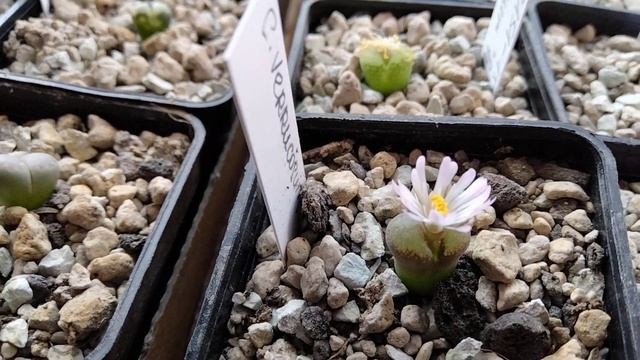 Конофитумы.Литопсы.Мои суперсуккуленты.Офтальмофилум.Lithops.Conophytum.