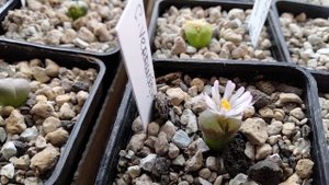 Конофитумы.Литопсы.Мои суперсуккуленты.Офтальмофилум.Lithops.Conophytum.