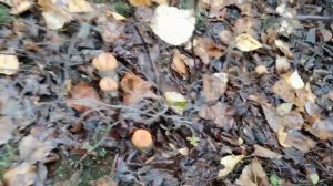 Белые грибы в комсомольске на амуре