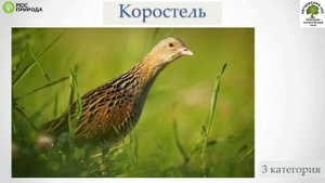 Красная книга Москвы. Птицы