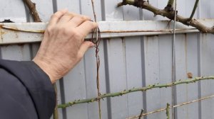 01.12.2020.Обрезка роз: Пьер де Ронсар, Жасмина, Ангела. Секрет выращивания магонии. Поилка для пти