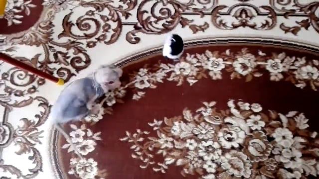 Донской сфинкс любит играть