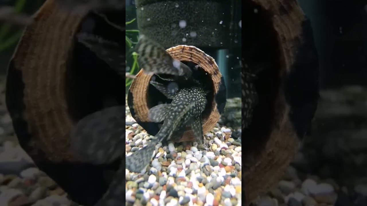 Приглашает на нерест смотреть онлайн