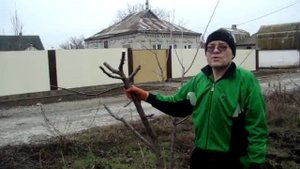 прививка вишни 2018