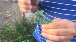 КОГДА БОРОТЬСЯ С КОЛОРАДСКИМ ЖУКОМ?