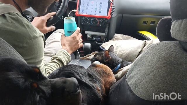 Путешествуем с ротвейлерами - ура, Новосибирск! Мои страхи в пути, временной портал и много курток. смотреть онлайн