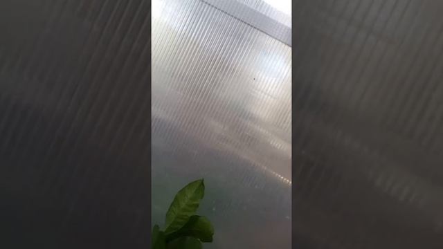 Hoya multiflora , general greenhouse смотреть онлайн