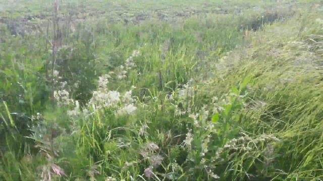 Курцхаар Грэй смотреть онлайн