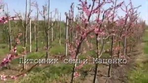Формировка персика. Питомник Маценко.