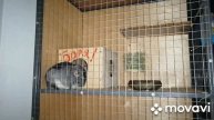 Шиншиллы двигают домик. Причины.