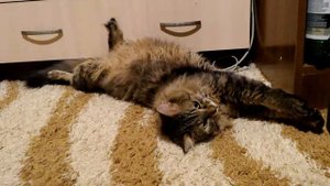 Кот издаёт странные звуки