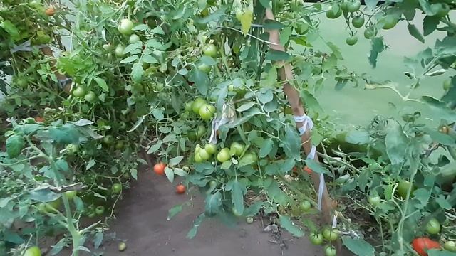 Томат. Гибрид "Верлиока". Урожай 2020 года. смотреть онлайн