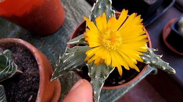 My Faucaria tuberculosa Succulent Plant in Flower смотреть онлайн