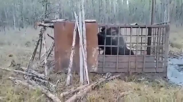 Злой медведь-людоед попал в ловушку.