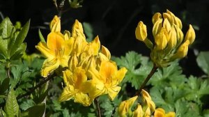 Rhododendron mollis