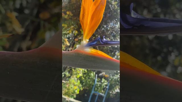 Waited 3 years for bird of paradise Flower to come out..🥰🥰🥰