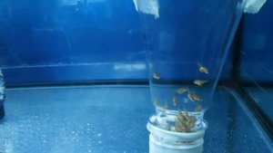 ИНКУБАТОР ДЛЯ ЦИХЛИД.