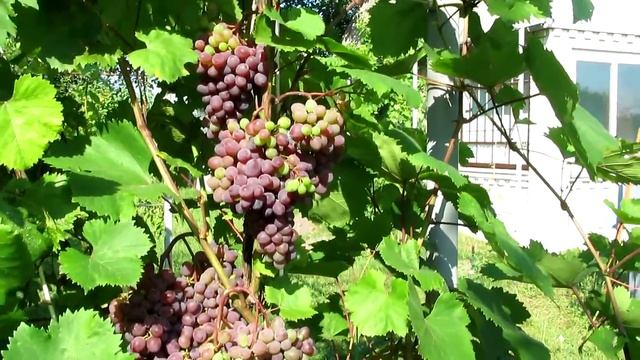 Виноград сорта Кишмиш Запорожский в условиях северо-западной Украины. смотреть онлайн