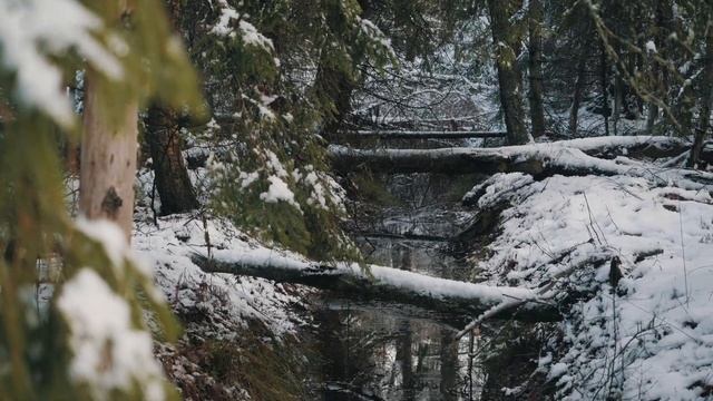 Зимняя Куршская коса Королевский бор
