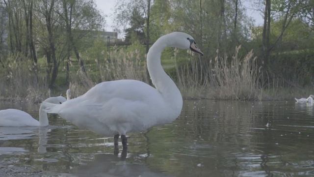4K@60 кадров/с, F-Log, Fujifilm X-H2S смотреть онлайн