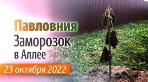 Аллея Павловнии после первого заморозка. 23 октября 2022 года.