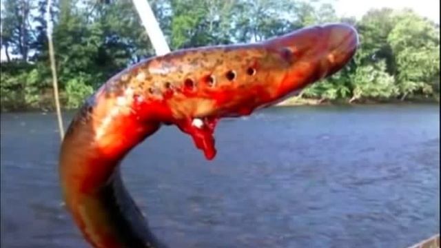 Чудо юдо рыба-кит! смотреть онлайн