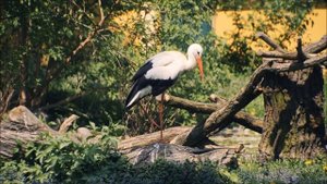 Цапля. Цапля летает и добывает еду