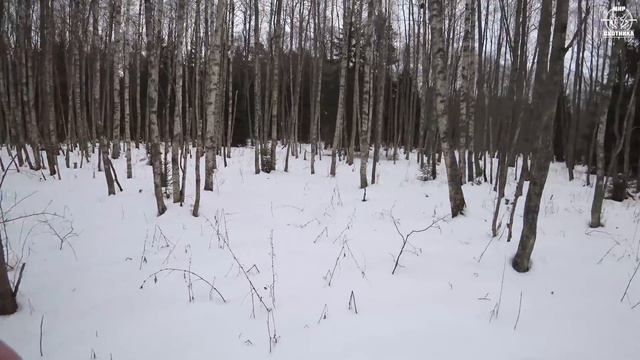 Охота #190 на кабана, загонная, с собаками смотреть онлайн