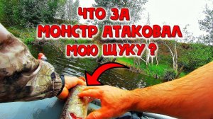 ✔️ Что за монстр атаковал мою щуку ?