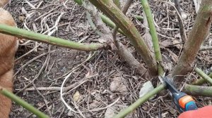 Весенняя обрезка розы сорта Джон Девис.