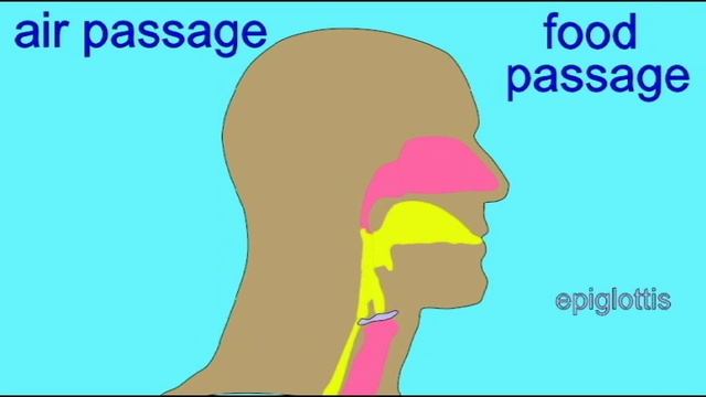 AP2: RESPIRATORY SYSTEM: EPIGLOTTIS смотреть онлайн