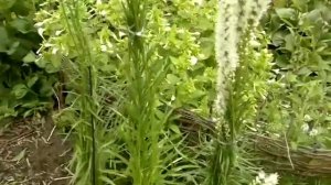 Лиатрис белый.Liatris.